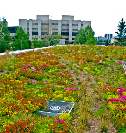 Law Living Roof